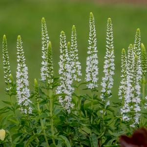 MOODY BLUES® WHITE SPEEDWELL