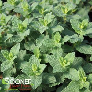 PINK CAT CATMINT