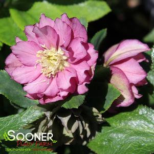 WEDDING PARTY® TRUE LOVE LENTEN ROSE