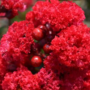 RED MAGIC™ CRAPEMYRTLE
