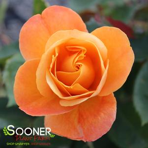 <em>Rosa</em> STRIKE IT RICH™ SHRUB ROSE: 