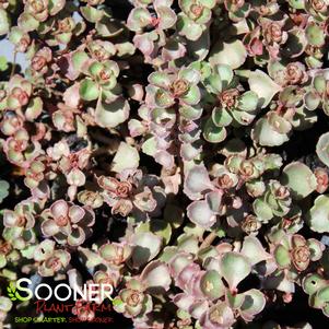 DRAGON'S BLOOD SEDUM