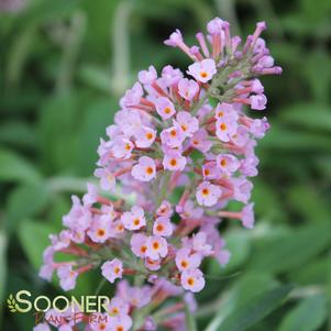 <em>Buddleia x</em> FLUTTERBY GRANDE® PEACH COBBLER BUTTERFLY BUSH: 