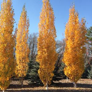 Shop Columnar and Narrow Growing Plants