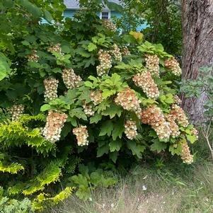 SNOWCICLE OAKLEAF HYDRANGEA