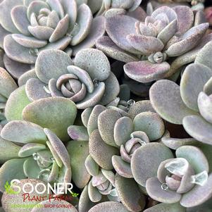 SUNSPARKLER® BLUE ELF SEDUM