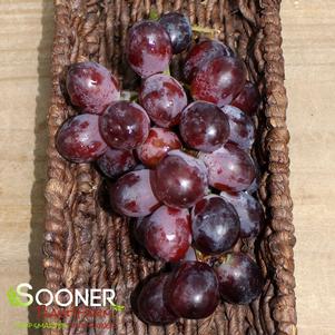 <em>Vitis</em> RELIANCE PINK SEEDLESS GRAPE: 