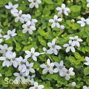 <em>Pratia</em> BLUE STAR CREEPER: 