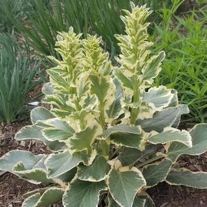 JADE FROST SEA HOLLY