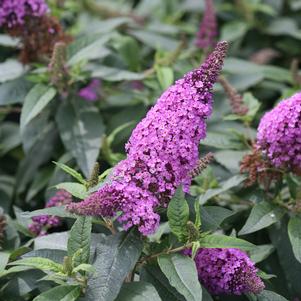 PUGSTER PERIWINKLE® BUTTERFLY BUSH