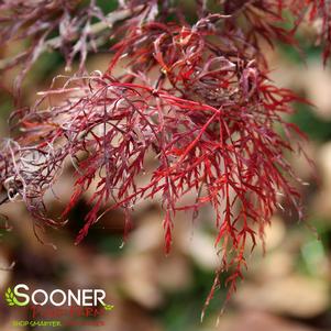 RED FILIGREE LACE WEEPING JAPANESE MAPLE