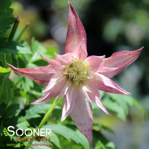 SPARKY® PINK CLEMATIS