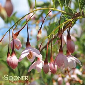 MARLEY'S PINK® WEEPING JAPANESE SNOWBELL