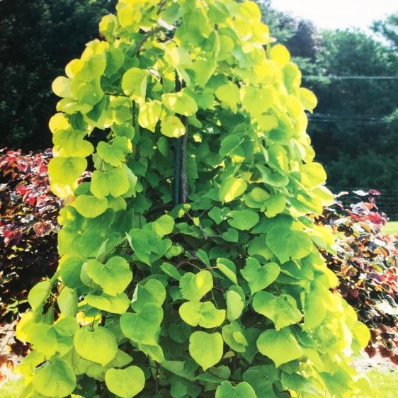 Training Your New Weeping Redbud Tree