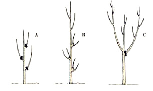 Pruning