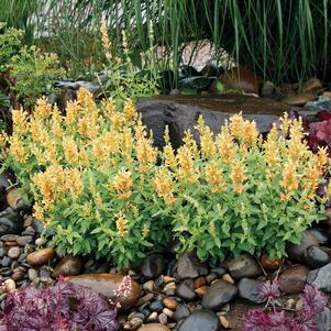 POQUITO® BUTTER YELLOW HYSSOP