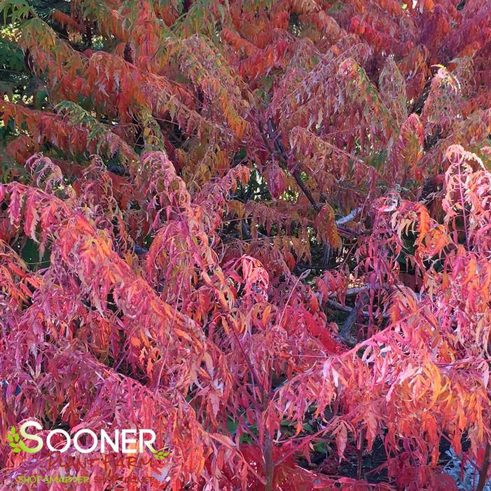 Fall Color on Staghorn Sumac - Image property of Sooner Plant Farm, Inc.