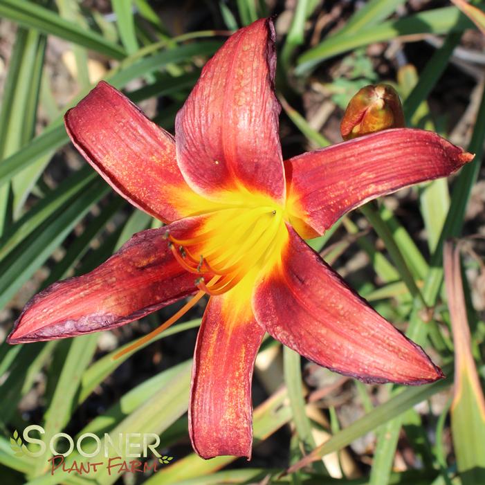 RED POLL DAYLILY