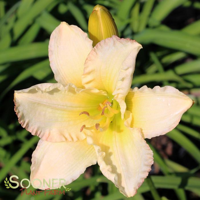 FROSTED VINTAGE RUFFLES DAYLILY