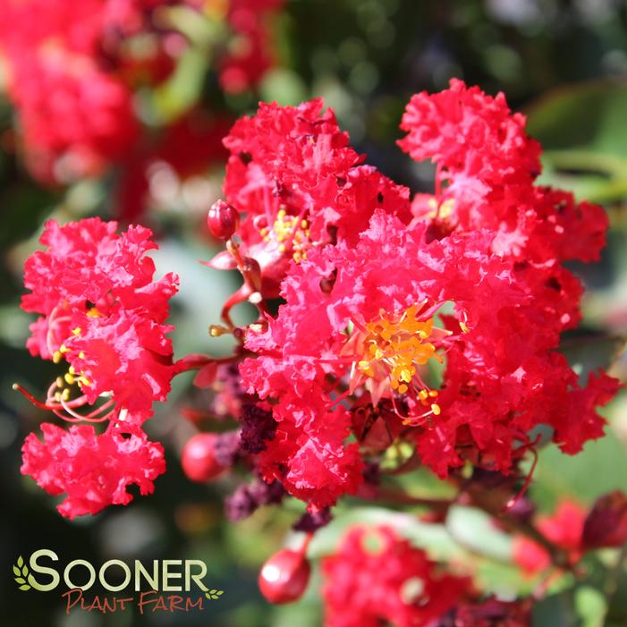 RED ROOSTER® CRAPEMYRTLE