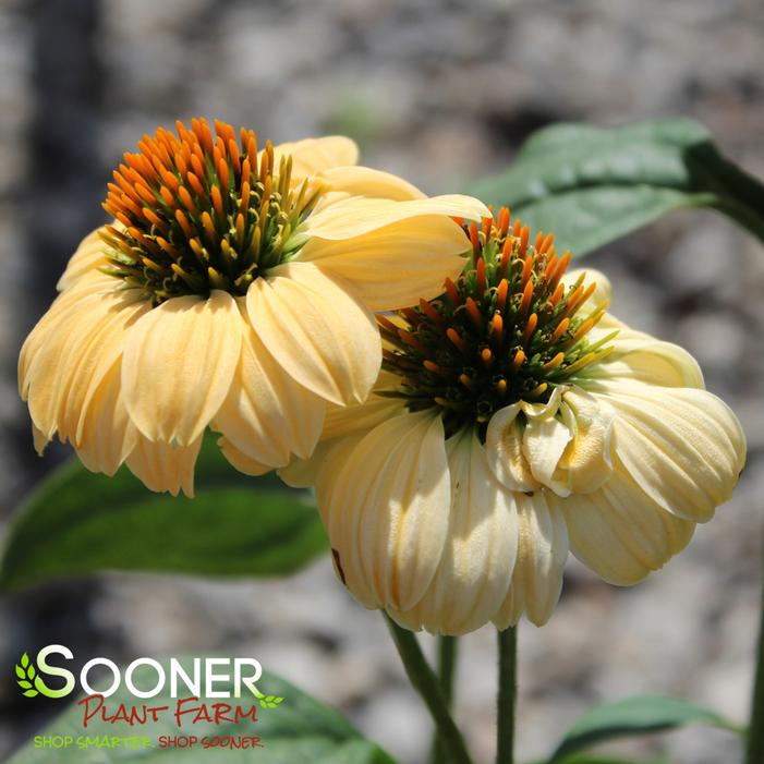 Image property of Sooner Plant Farm, Inc.