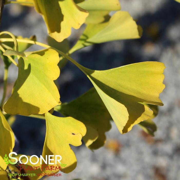 Fall Color - Image property of Sooner Plant Farm, Inc