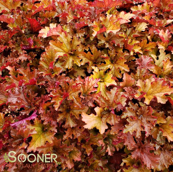 Courtesy of Terra Nova Nurseries
