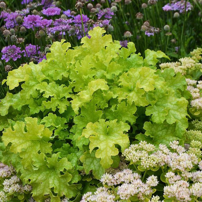 Courtesy of Terra Nova Nurseries
