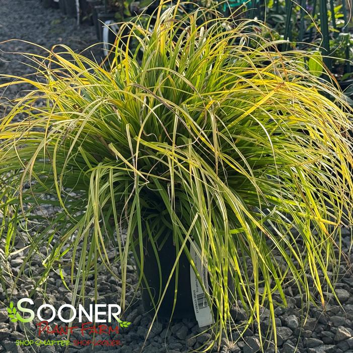 Image property of Sooner Plant Farm, Inc.