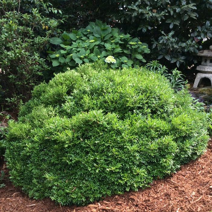 Photo courtesy of Greenleaf Nursery