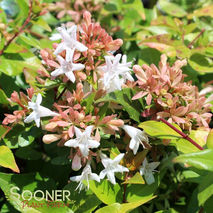 Image Property of Sooner Plant Farm, Inc.