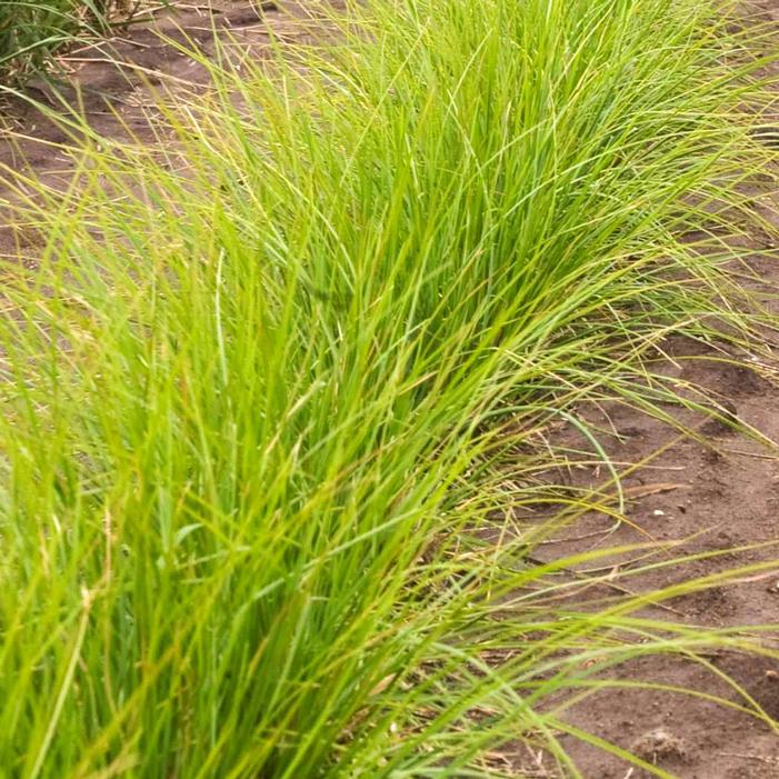 AUTUMN MOOR GRASS