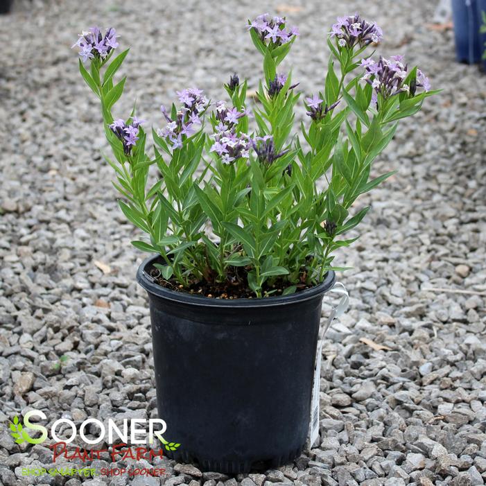 Image property of Sooner Plant Farm, Inc.