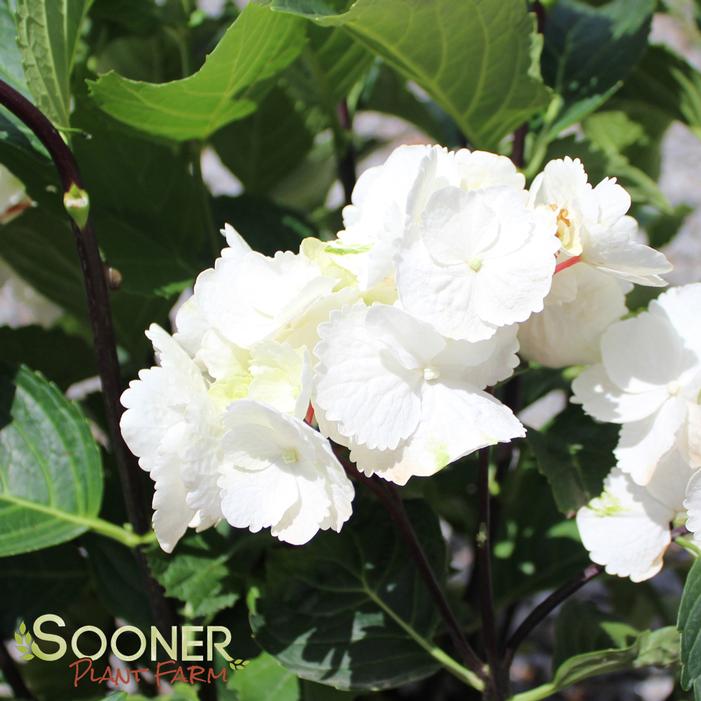 Image property of Sooner Plant Farm, Inc.