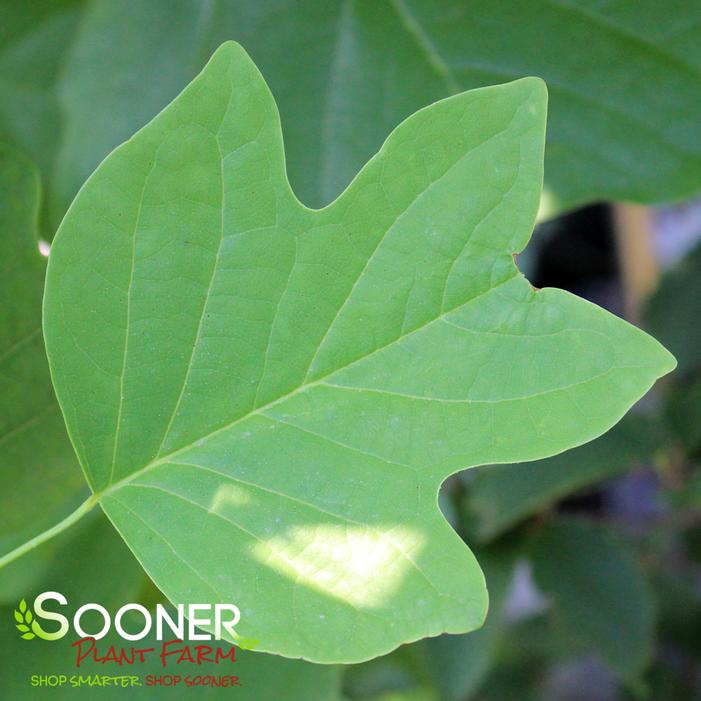 Image property of Sooner Plant Farm, Inc.