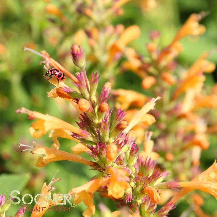 Image property of Sooner Plant Farm, Inc.
