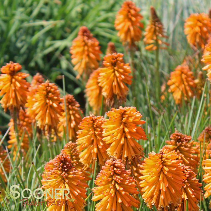 Image Property of Sooner Plant Farm