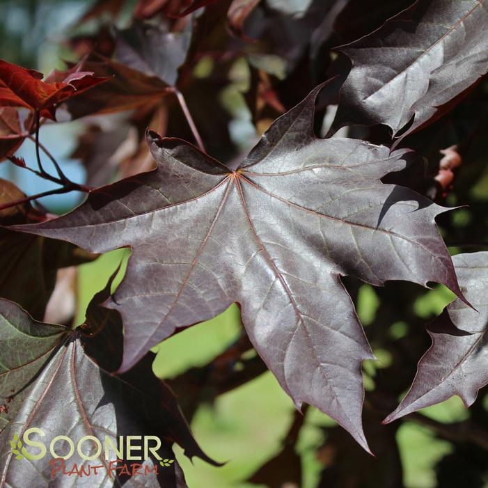 Image Property of Sooner Plant Farm, Inc.