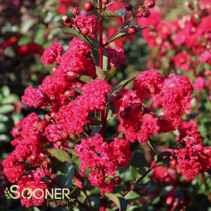 RUFFLED RED MAGIC™ CRAPEMYRTLE