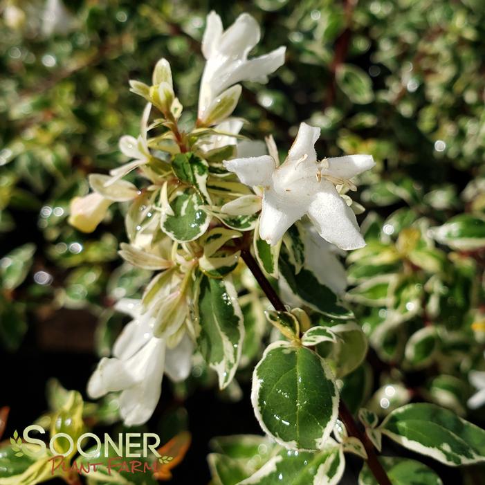 Image Property of Sooner Plant Farm, Inc.