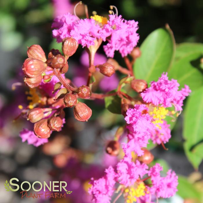 INFINITINI® ORCHID CRAPEMYRTLE