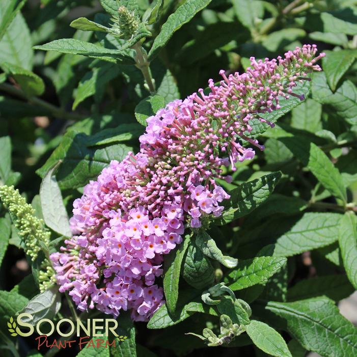 PUGSTER PINK® BUTTERFLY BUSH