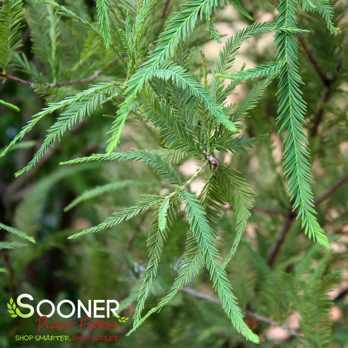 GREENFEATHER® POND CYPRESS