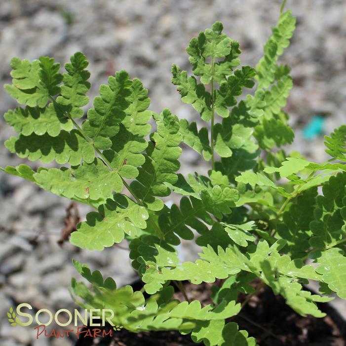 Image Property of Sooner Plant Farm, Inc.