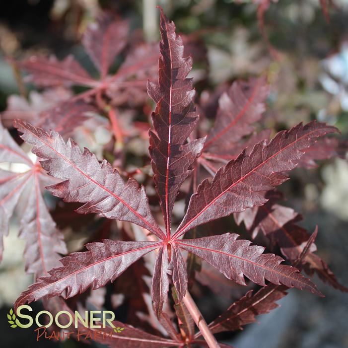 Image Property of Sooner Plant Farm, Inc.