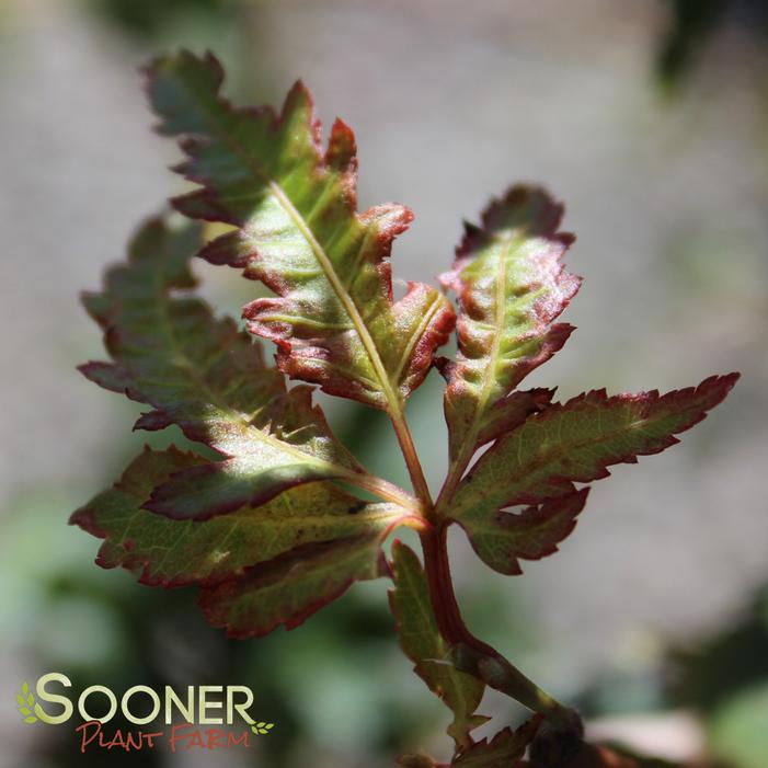 Image Property of Sooner Plant Farm, Inc.