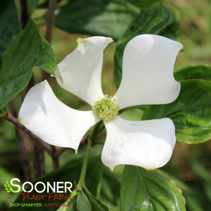 Image property of Sooner Plant Farm, Inc.