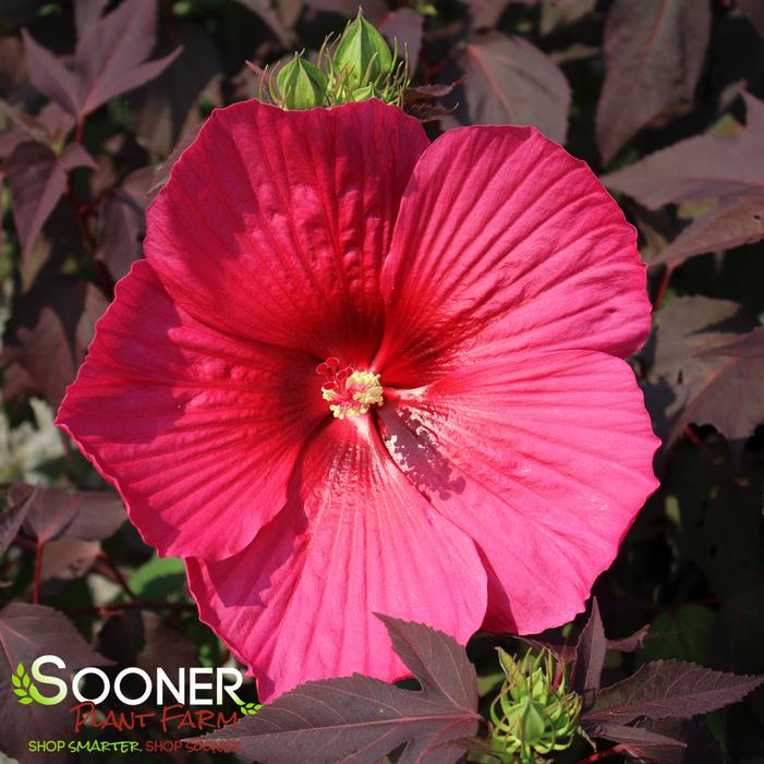 CAROUSEL® PINK PASSION HARDY HIBISCUS