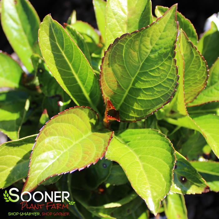 Image property of Sooner Plant Farm, Inc.