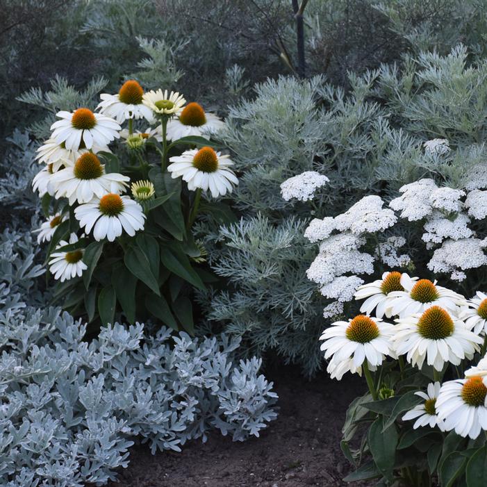 COLOR CODED® THE PRICE IS WHITE CONEFLOWER